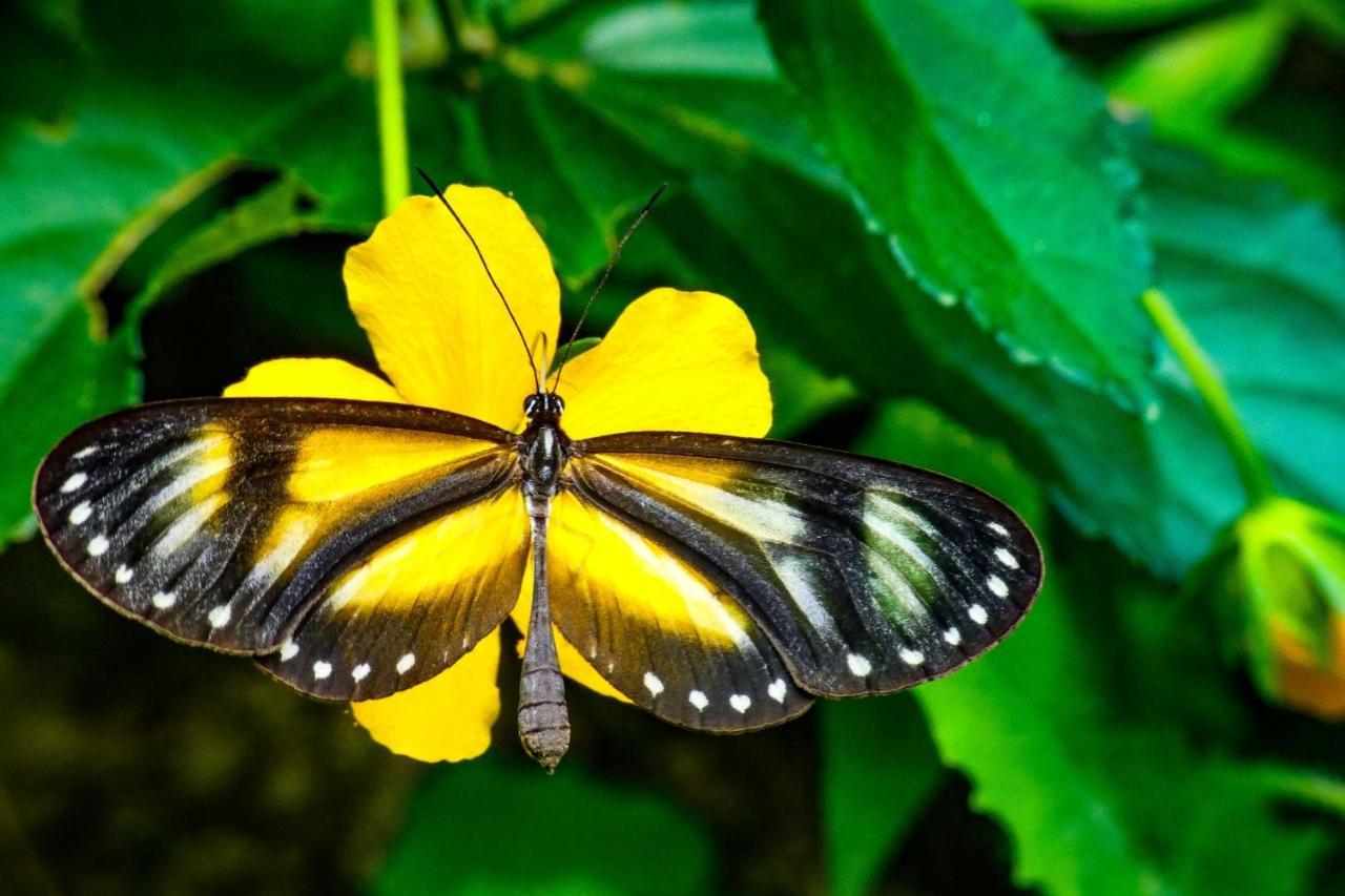 Rumi Wilco Ecolodge & Nature Reserve-Cabanas & Camping Vilcabamba Zewnętrze zdjęcie